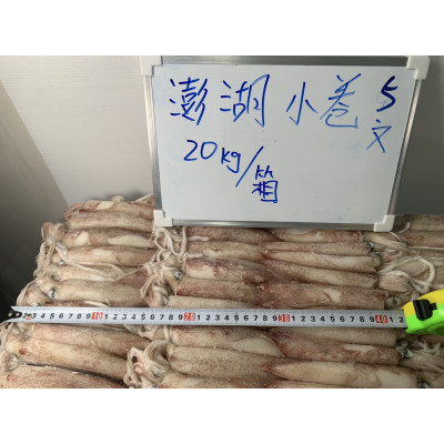 澎湖小卷(五文)
